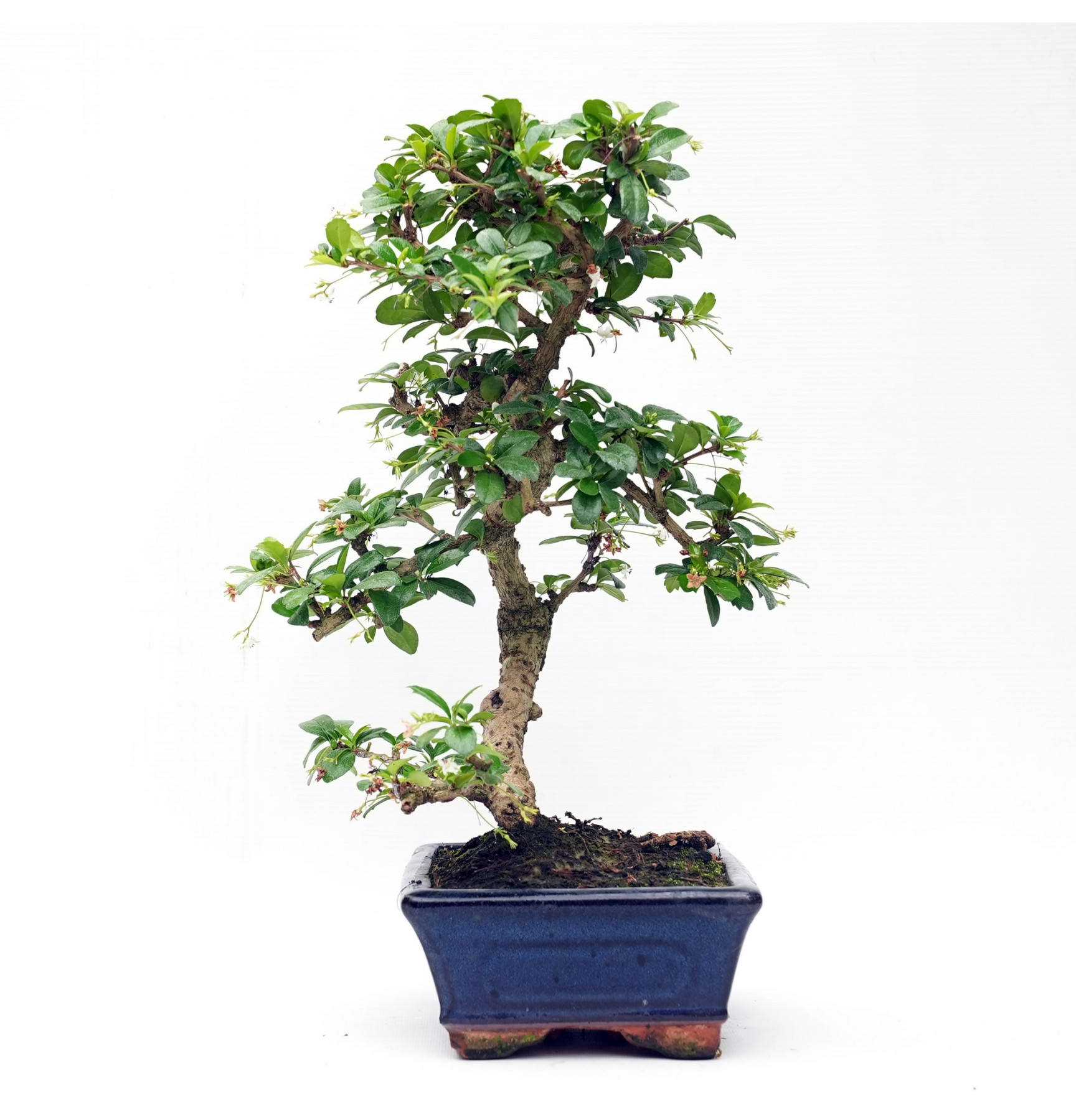 Bonsai De Carmona Microphylla