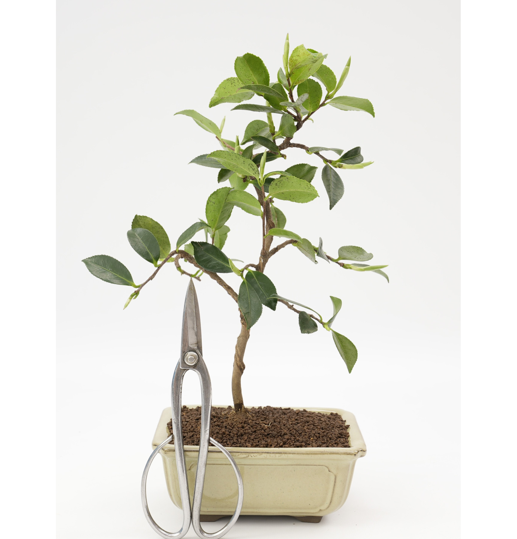 BONSAI DE CAMELIA JAPONICA NO-34A