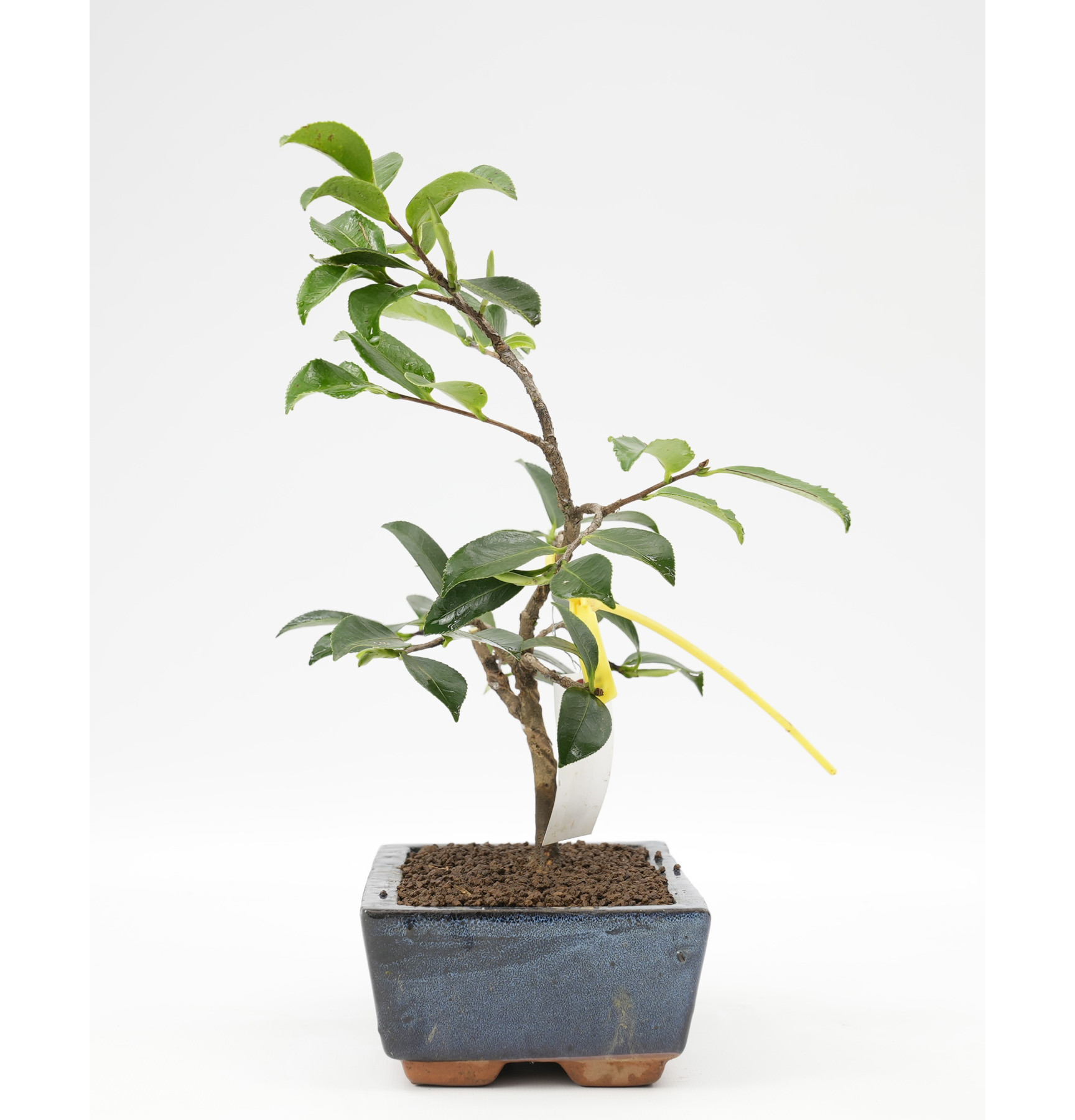 BONSAI DE CAMELIA JAPONICA NO-34D