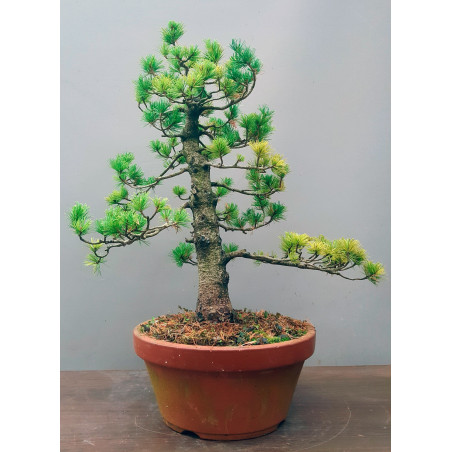 PINUS PENTAPHYLLA Nº7