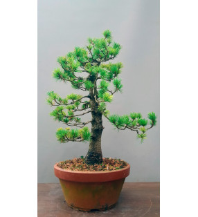 PINUS PENTAPHYLLA Nº7