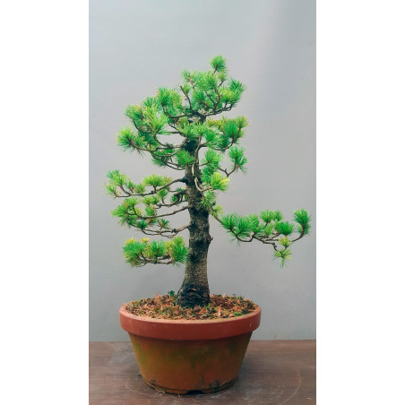 PINUS PENTAPHYLLA Nº7