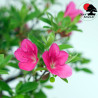 Rhododendron indicum Mihou