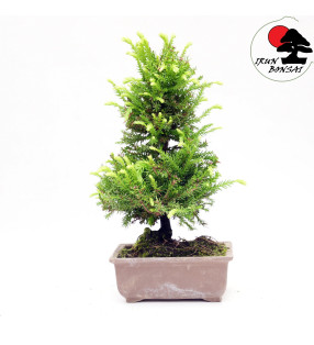 Cryptomeria japonica