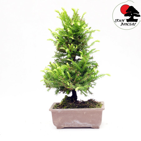 Cryptomeria japonica