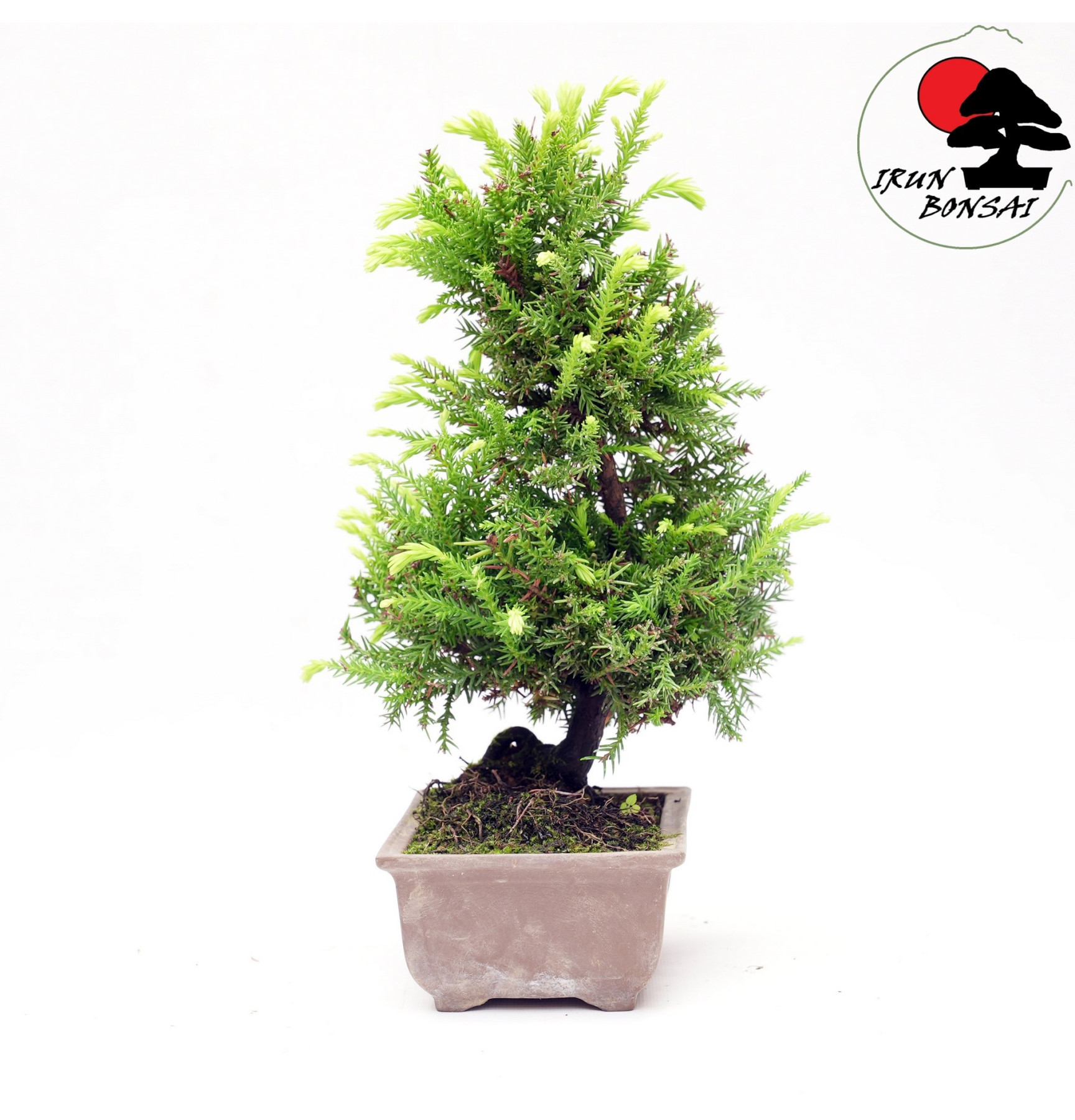 Cryptomeria japonica