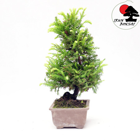 Cryptomeria japonica