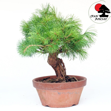 Pinus pentaphylla B-16A