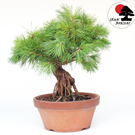 Pinus pentaphylla B-16A