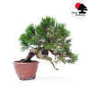 Juniperus chinensis itoigawa TA-81
