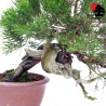 Juniperus chinensis itoigawa TA-81