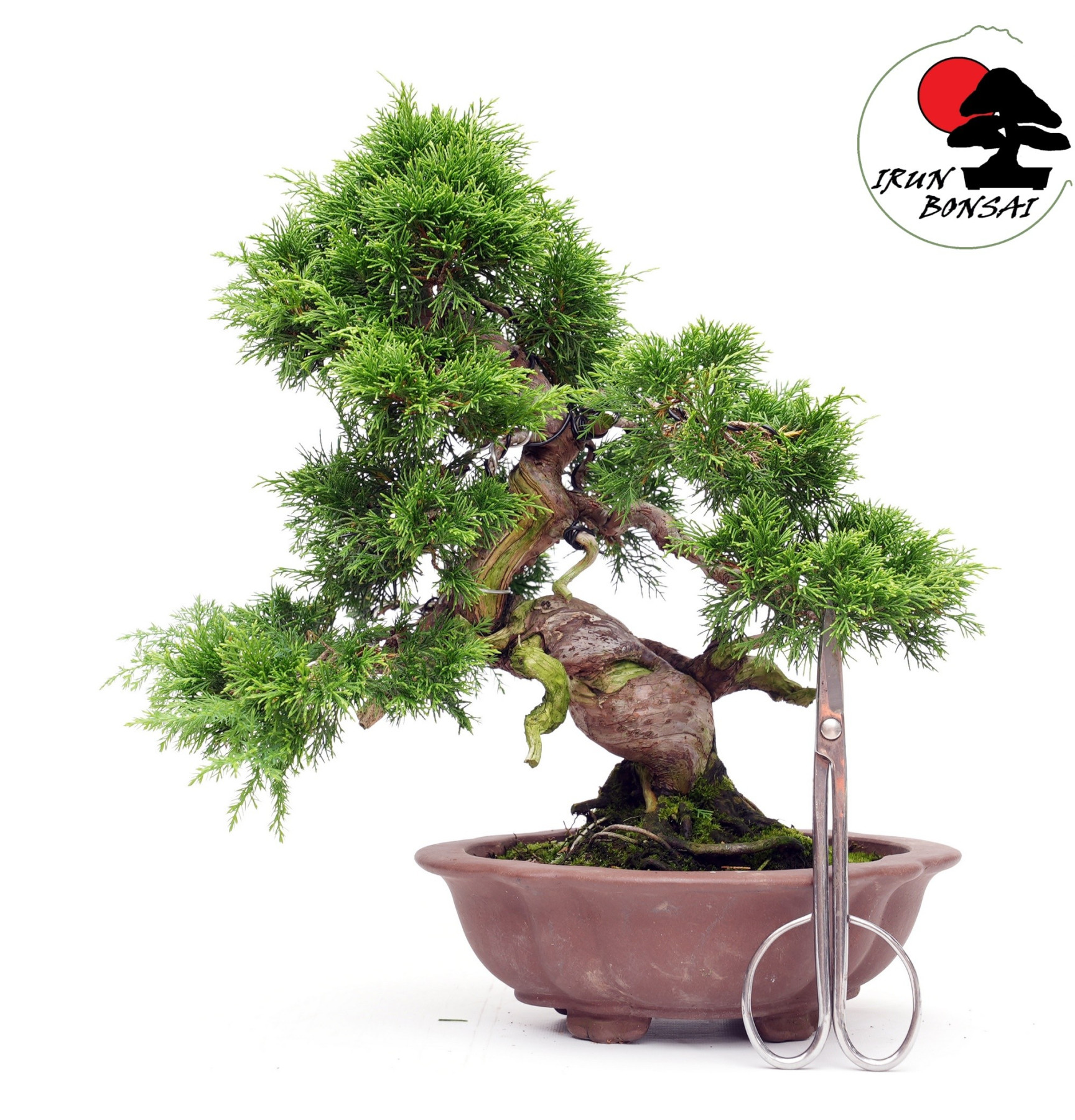 Juniperus chinensis itoigawa TA-70