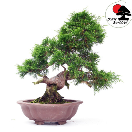 Juniperus chinensis itoigawa TA-70