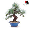 Pinus pentaphylla TA-66B