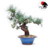 Pinus pentaphylla TA-66B