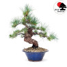 Pinus pentaphylla TA-66E