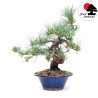 Pinus pentaphylla TA-66E