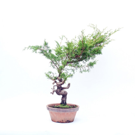 Juniperus chinensis itoigawa