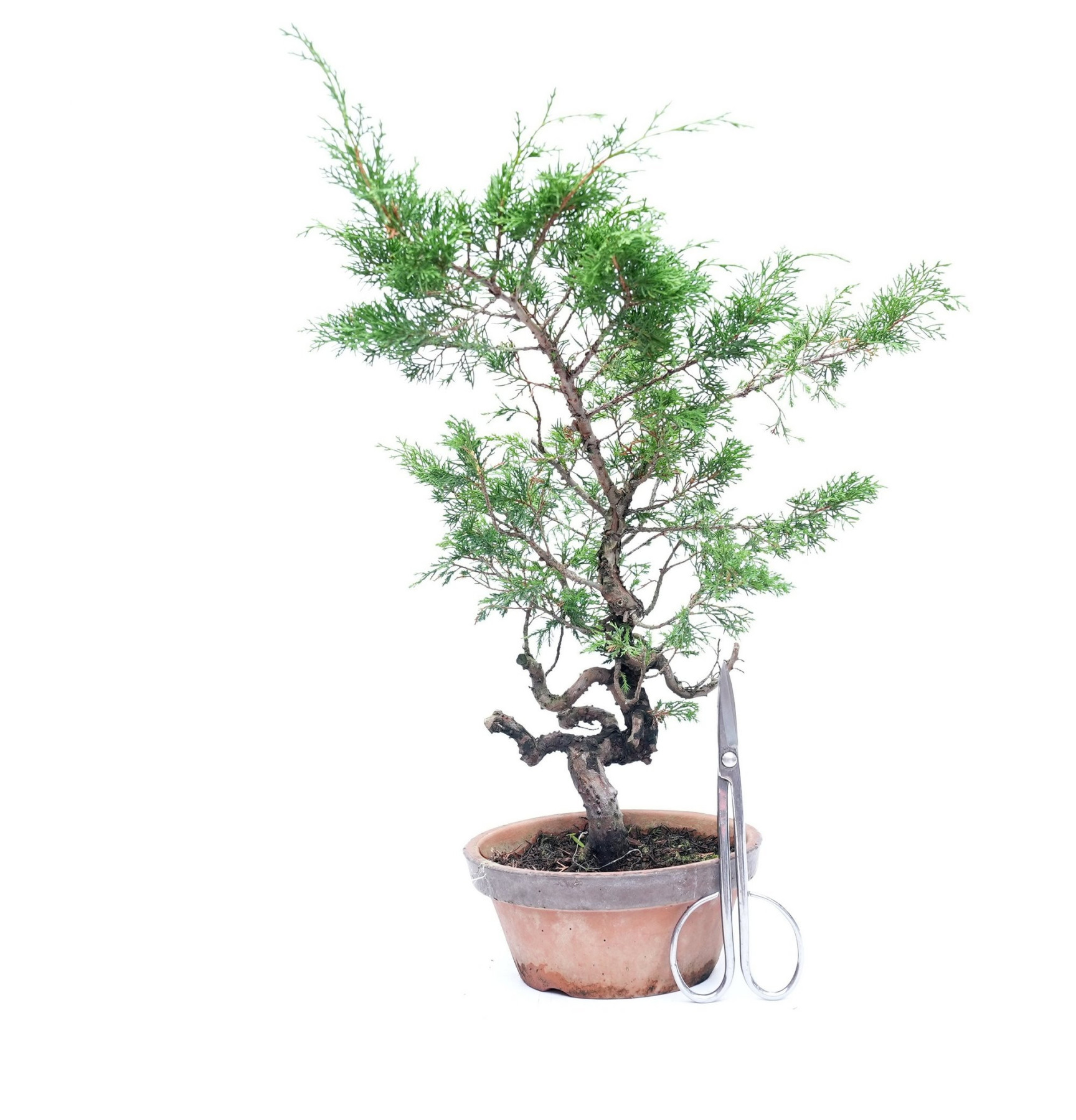 Juniperus chinensis itoigawa