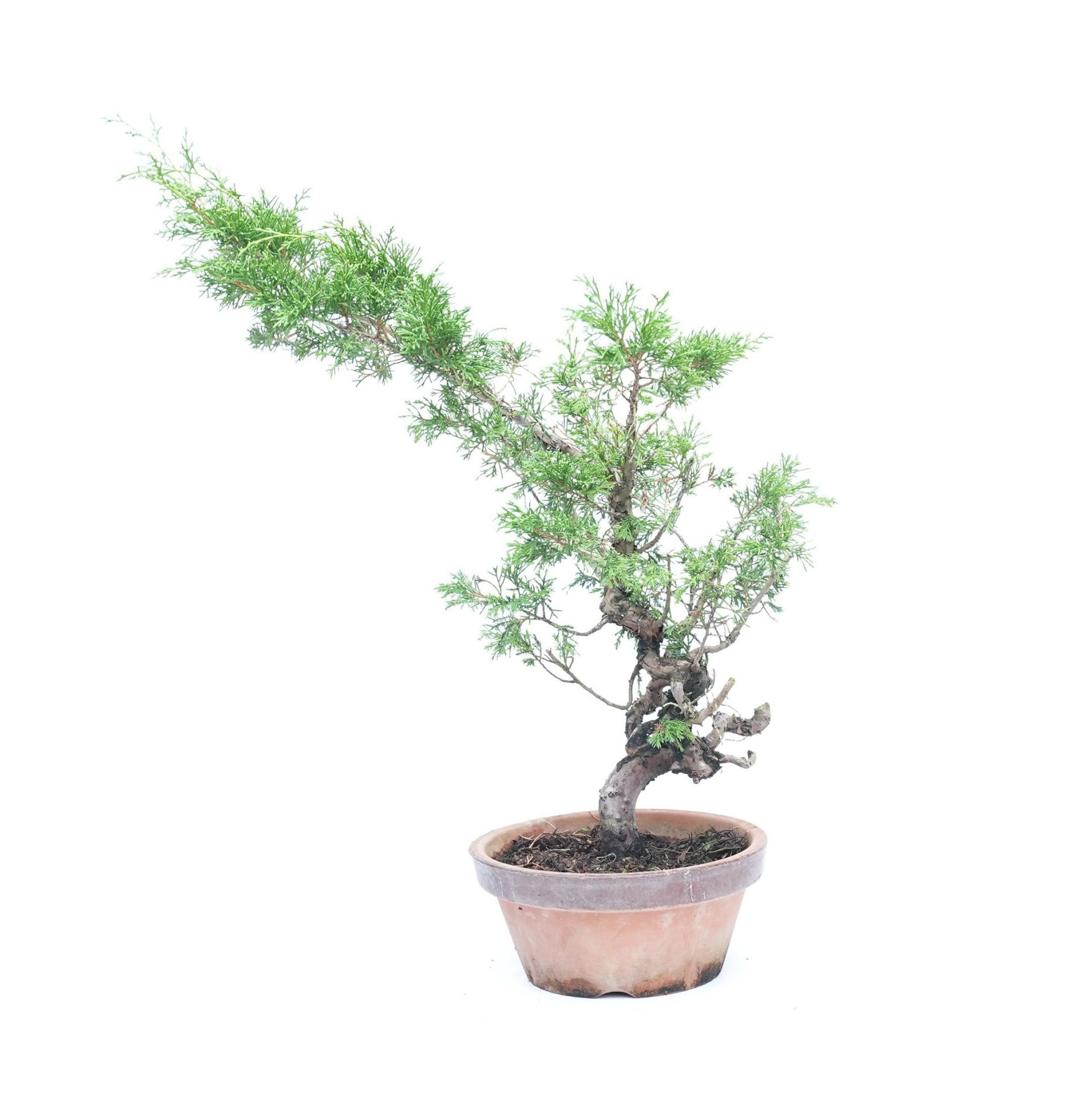 Juniperus chinensis itoigawa