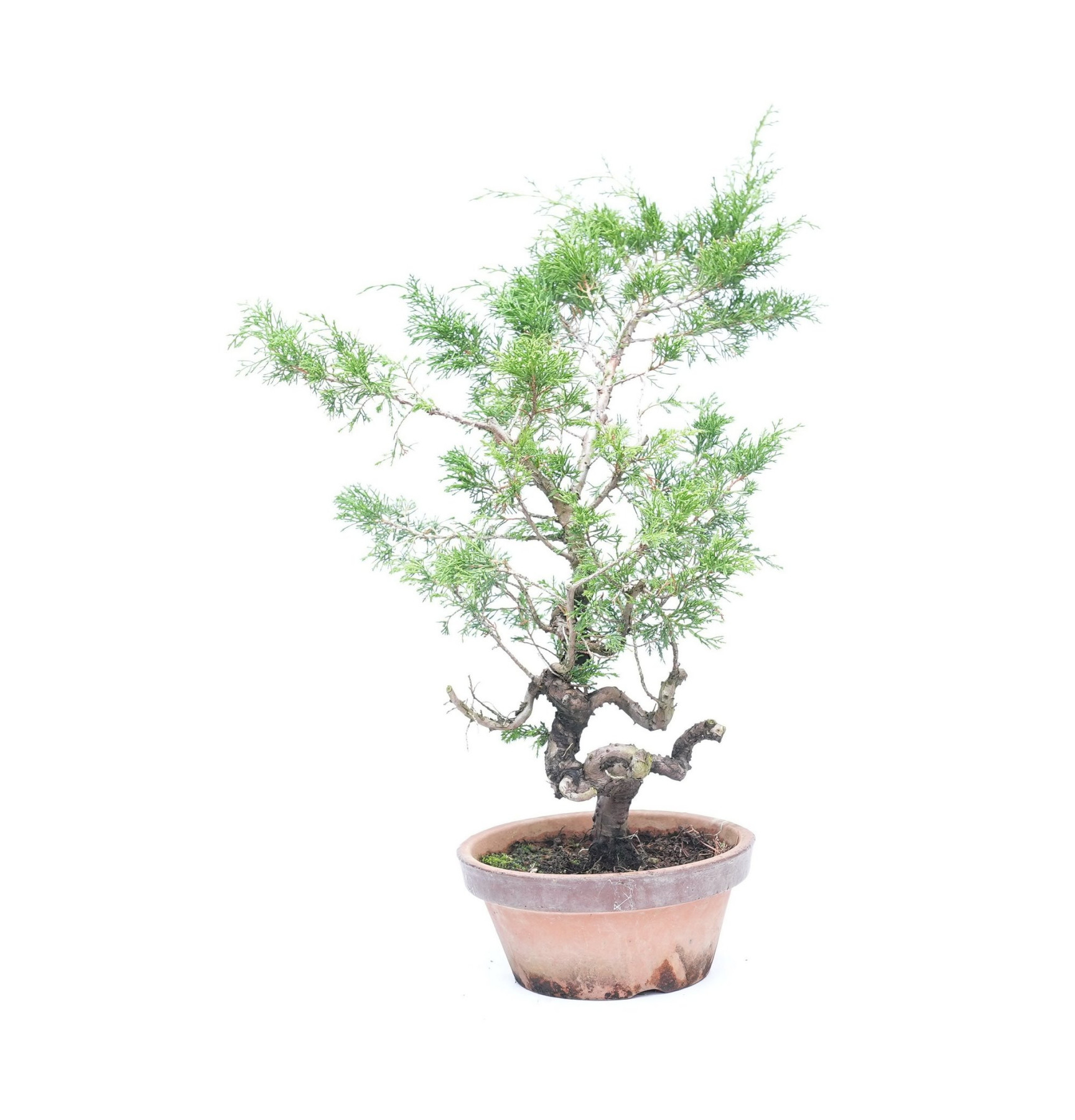 Juniperus chinensis itoigawa