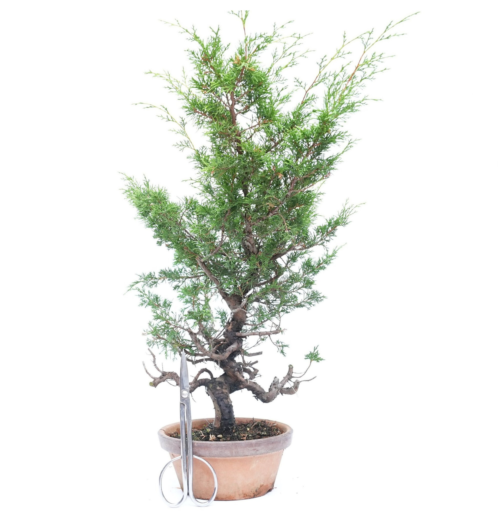 Juniperus chinensis itoigawa