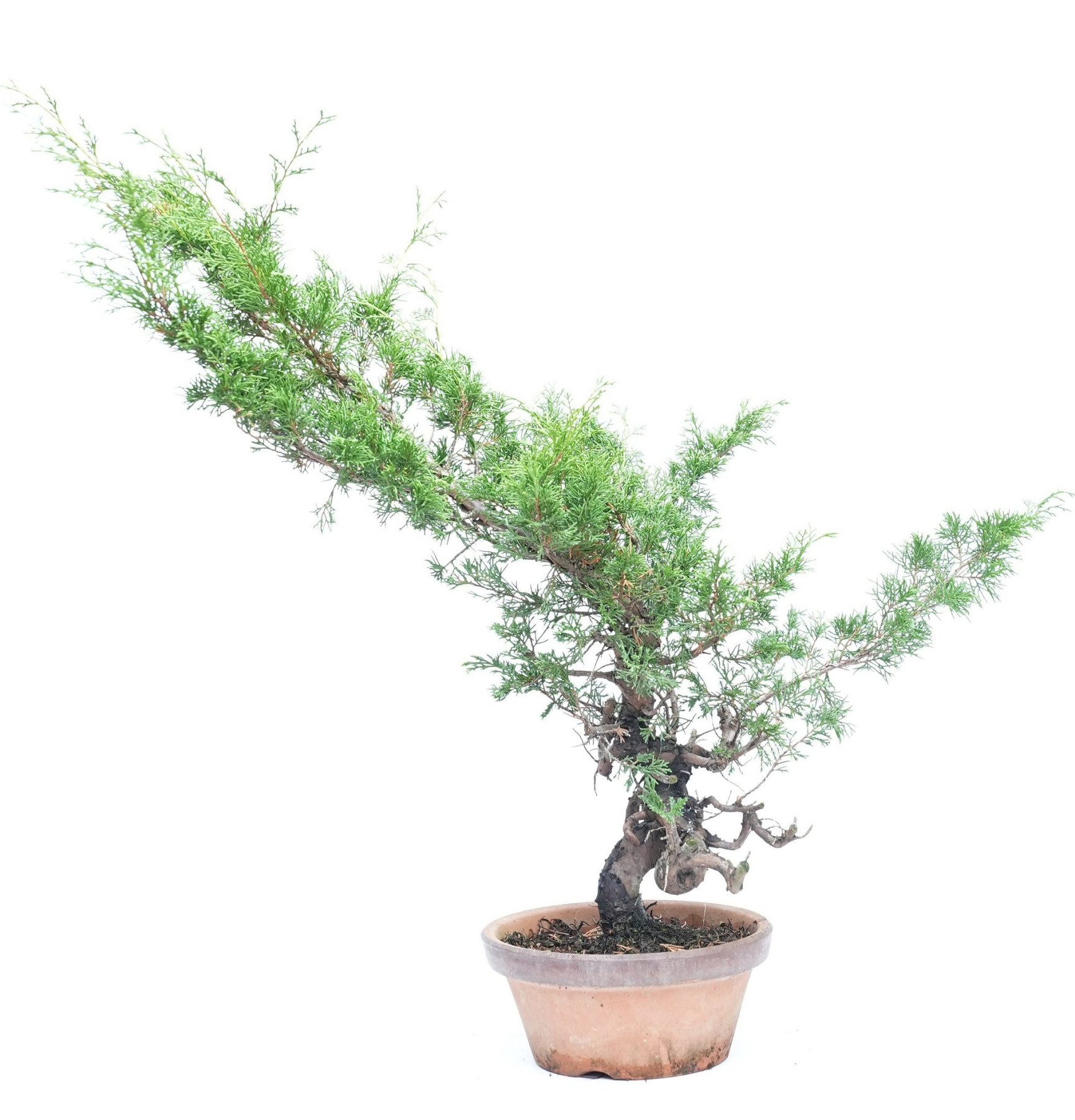 Juniperus chinensis itoigawa