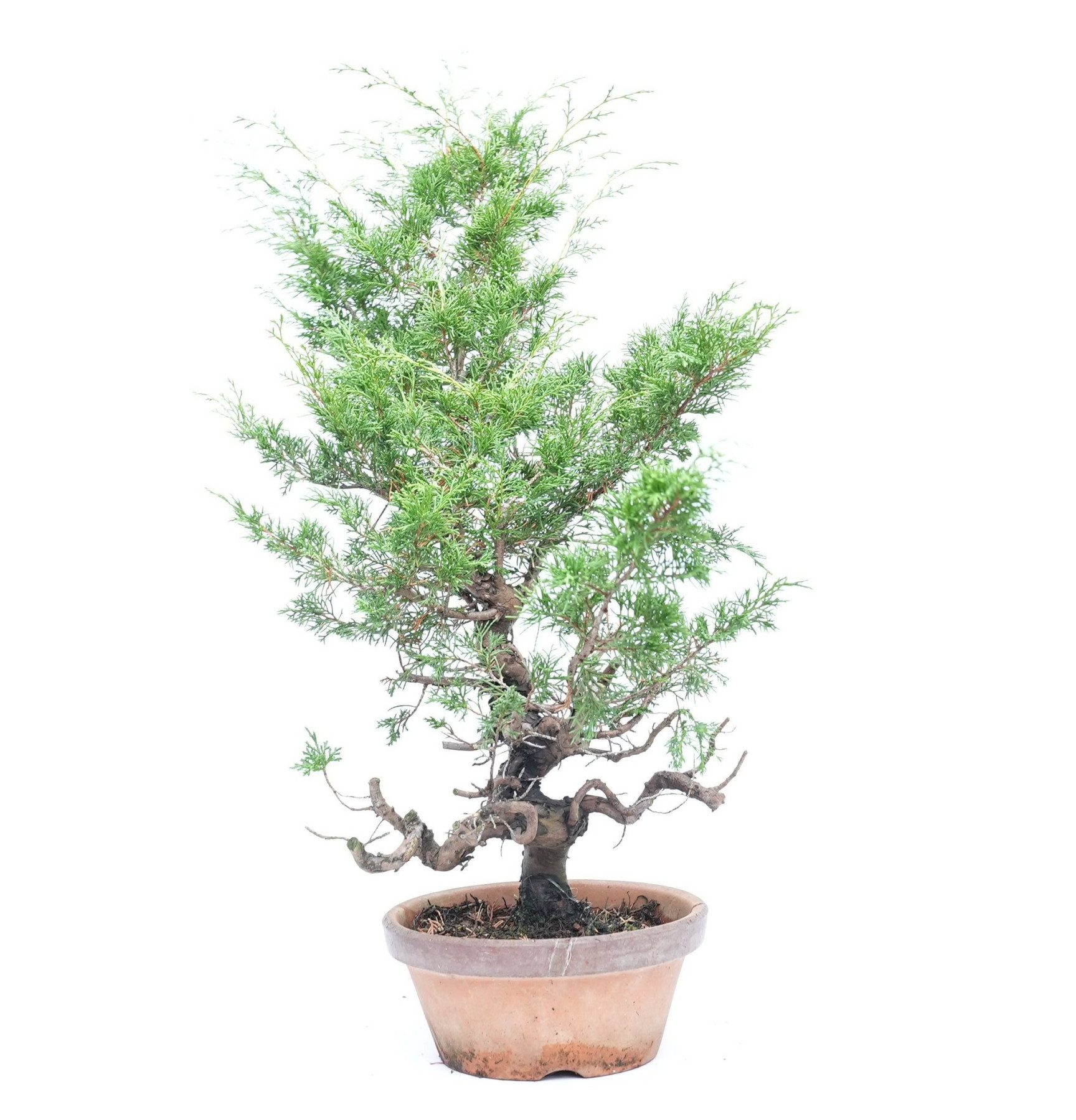 Juniperus chinensis itoigawa