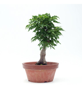 Acer palmatum var. Shishigashira