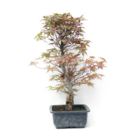 Acer palmatum var. Shojo-nomai