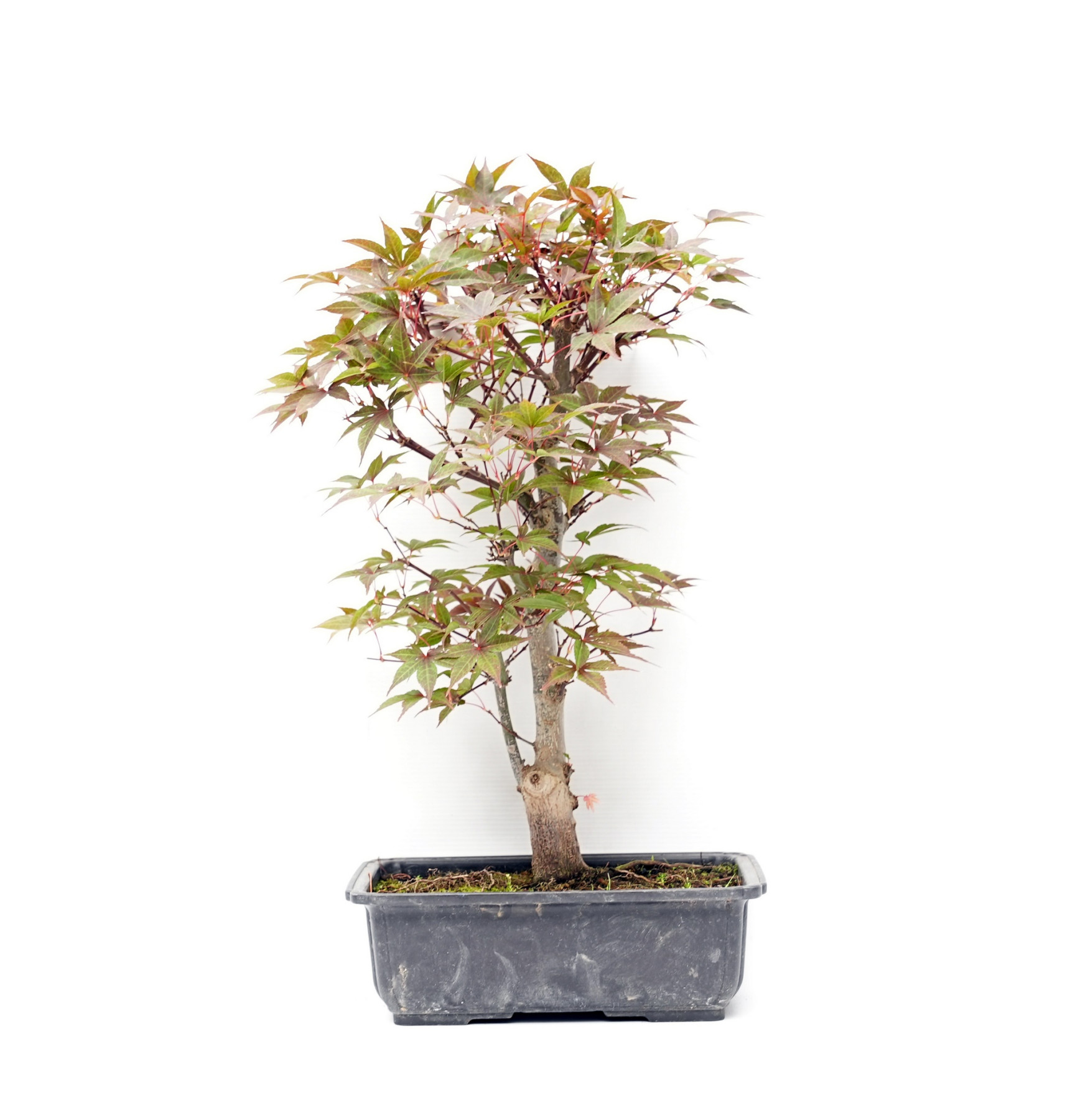 Acer palmatum var. Shojo-nomai