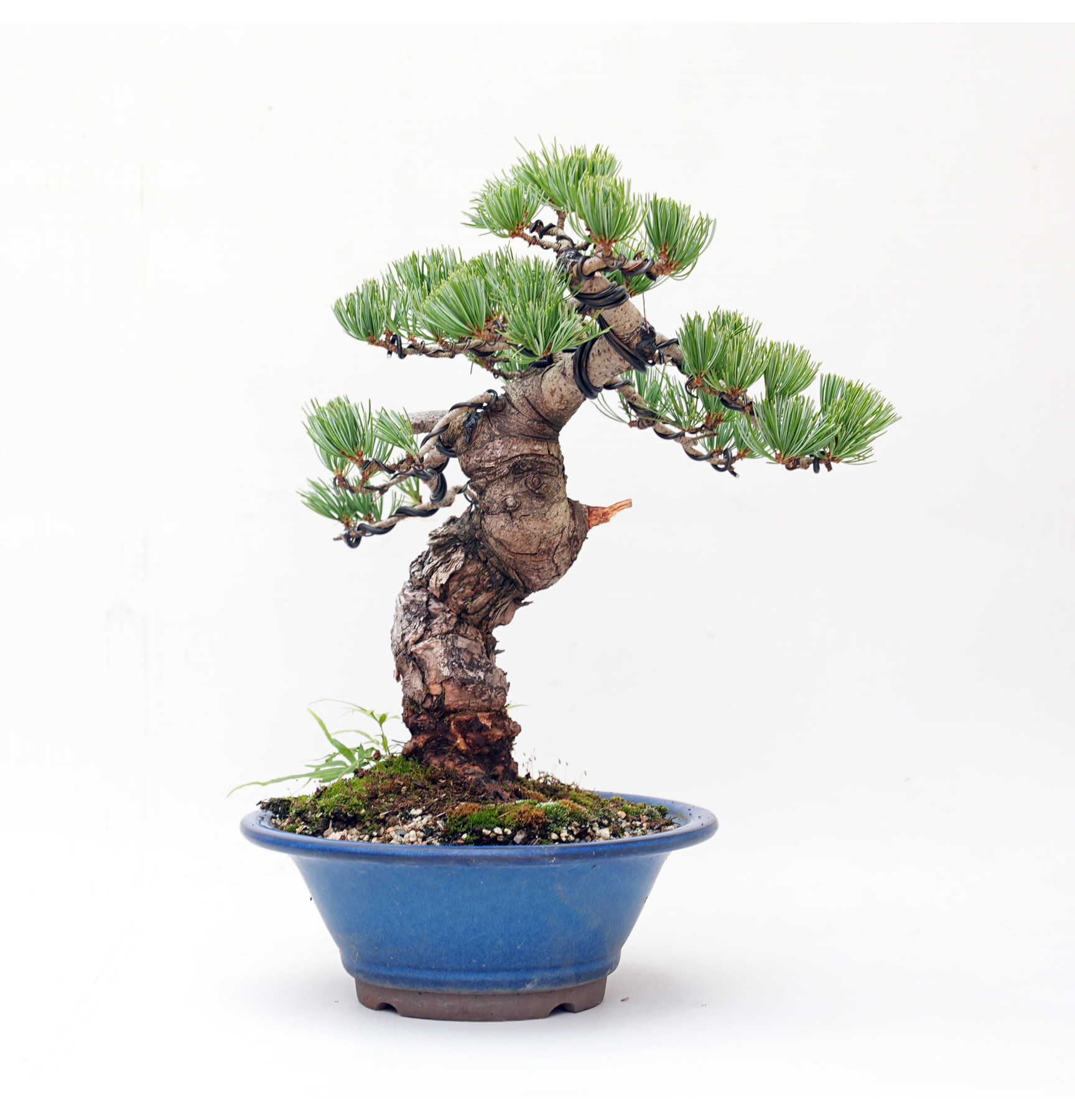 Pinus pentaphylla