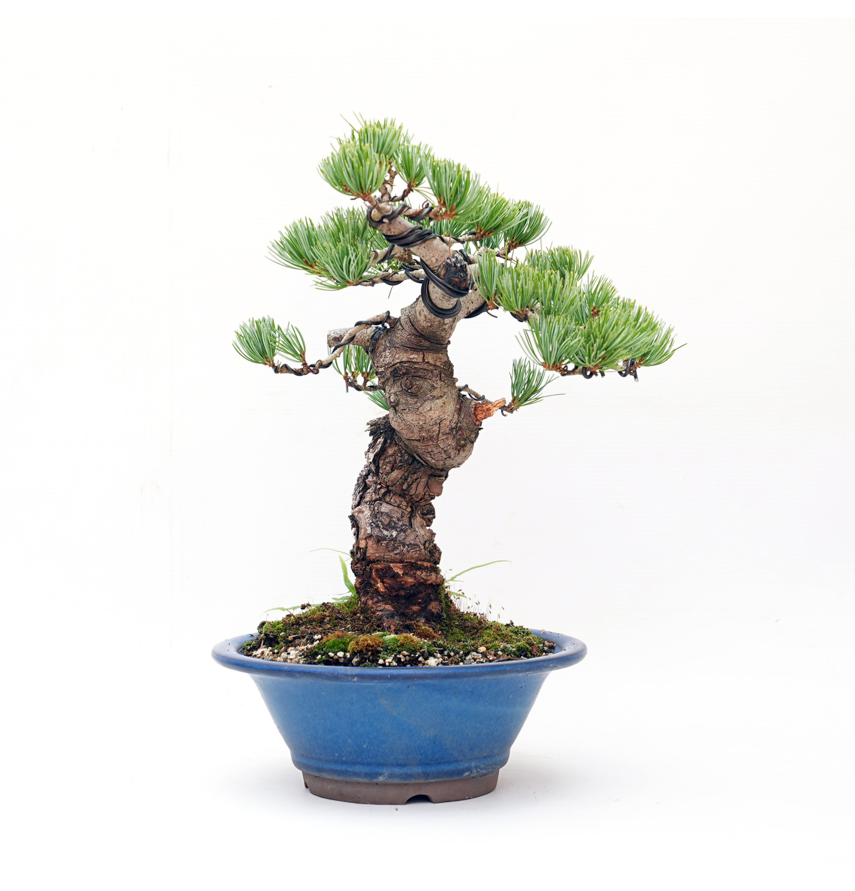 Pinus pentaphylla