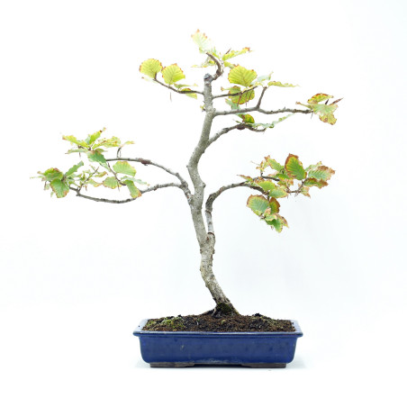 Arbol bonsai con maceta
