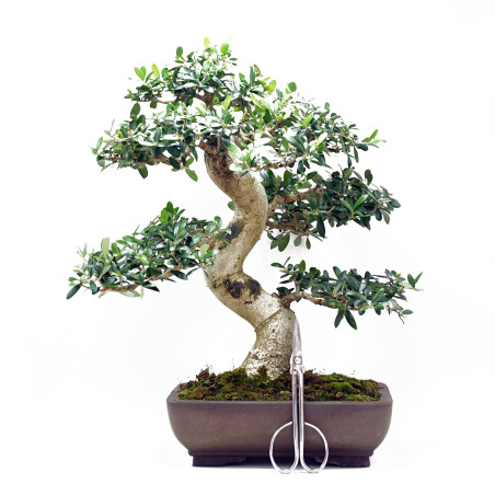 Bonsai olivo 50 cm, uno de los bonsais mas bellos.