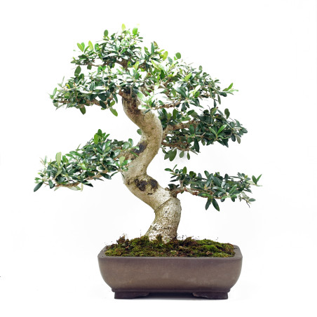 Bonsai olivo, arbol de 50 cm de alto y 47 cm de ancho. Base de tronco de 8.5 cm. Bonsai resistente, producto nacional.