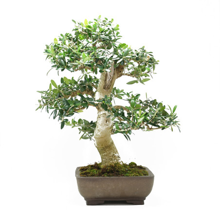 Bonsai olivo especie Olea europaea