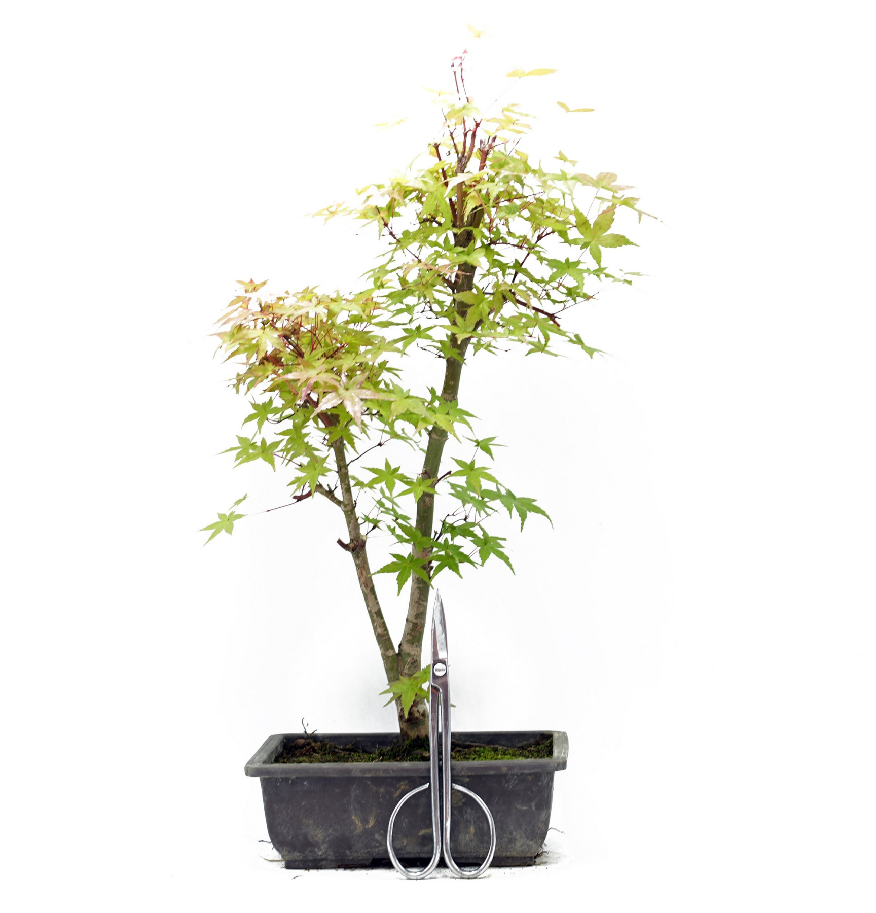 Acer palmatum var. deshojo