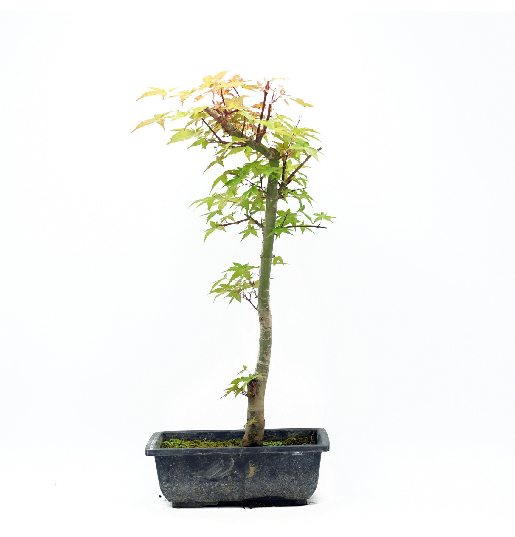 Acer palmatum var. deshojo