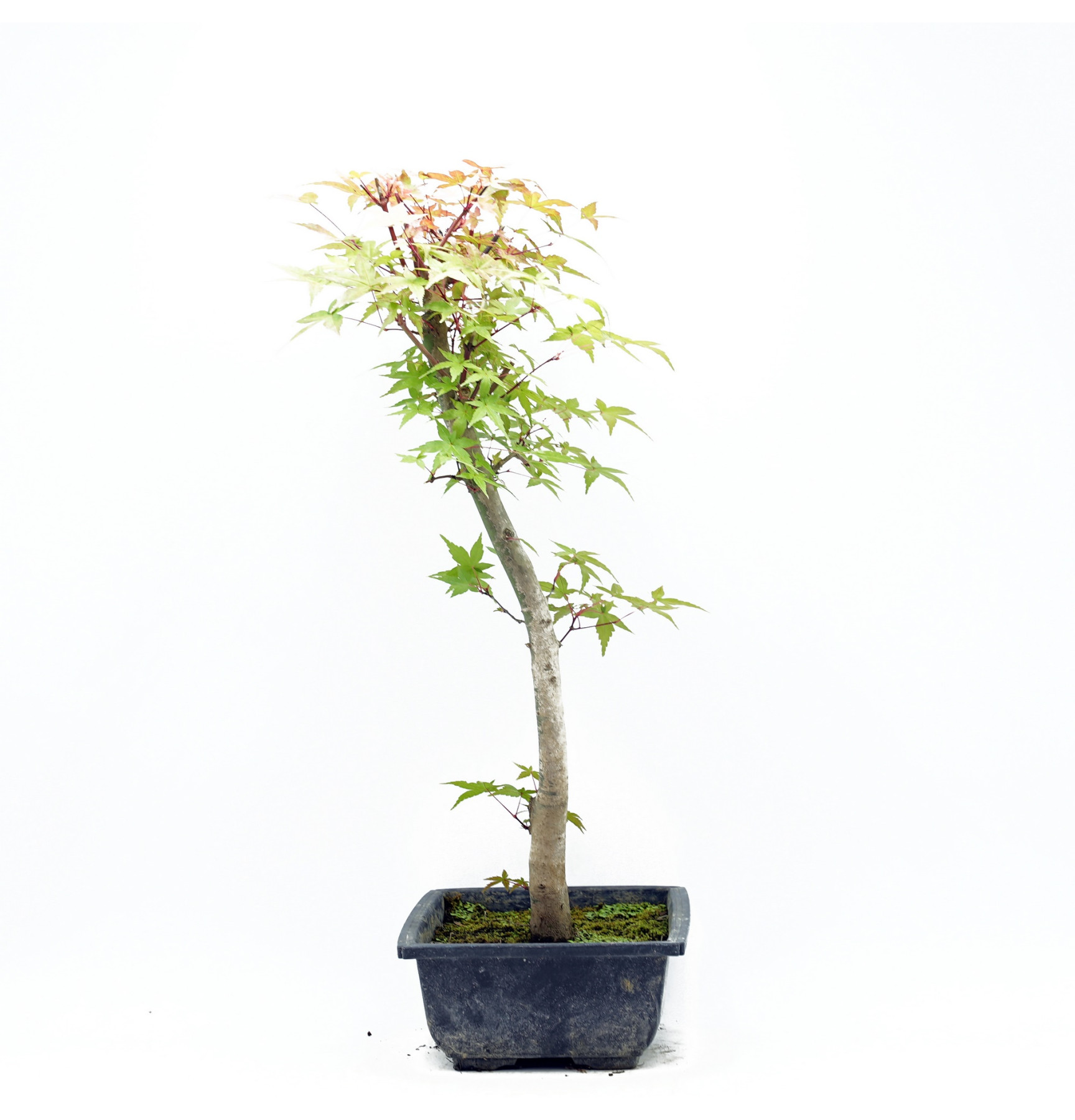 Acer palmatum var. deshojo