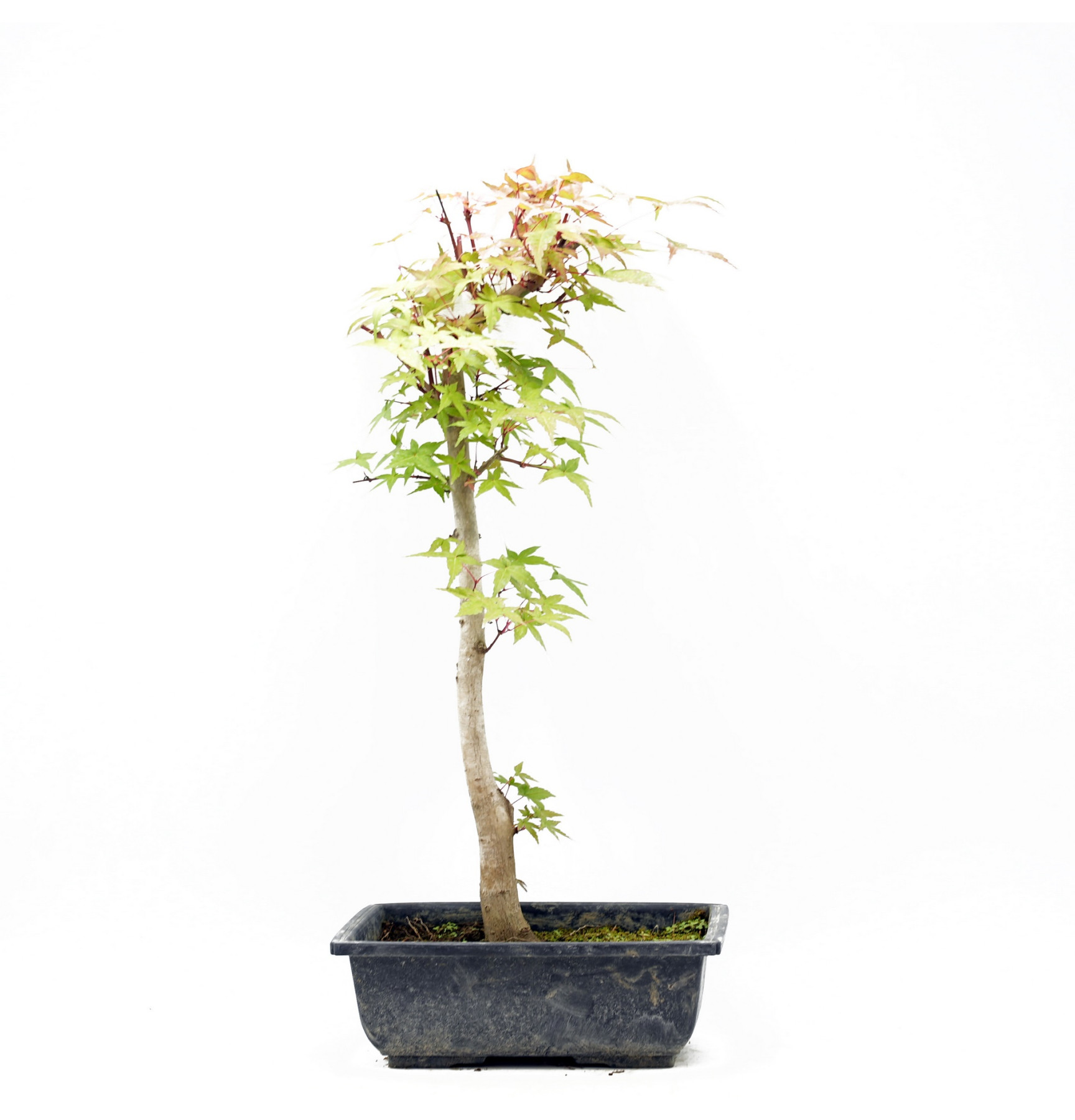 Acer palmatum var. deshojo