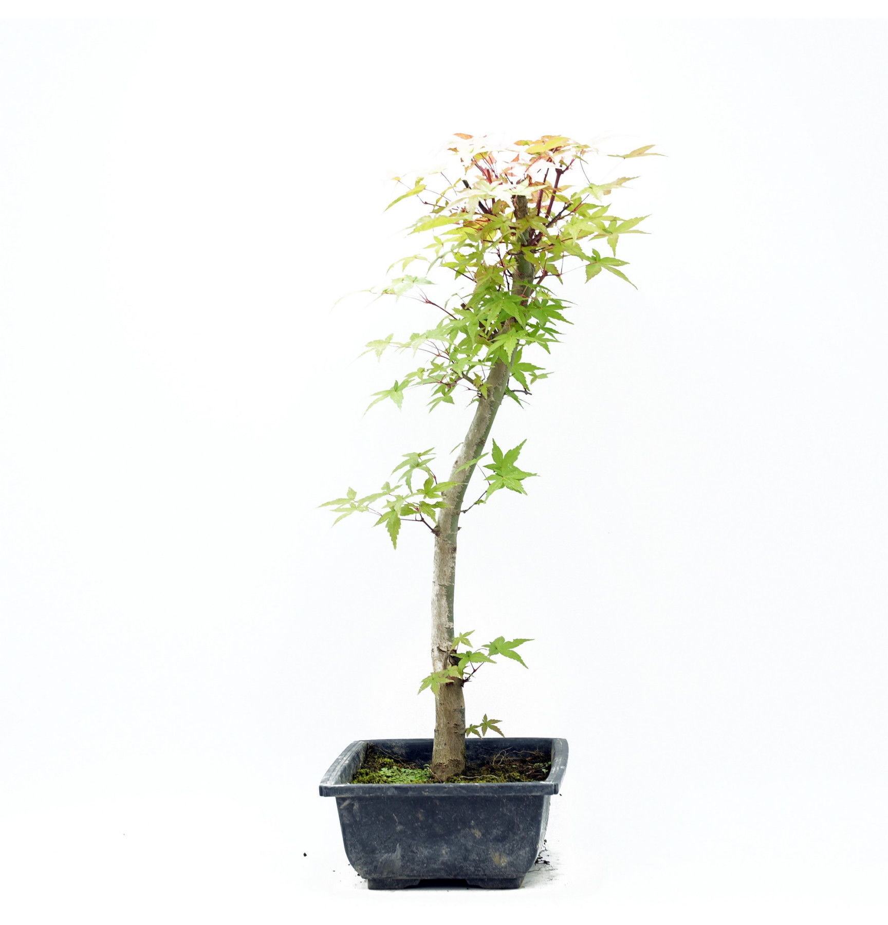 Acer palmatum var. deshojo