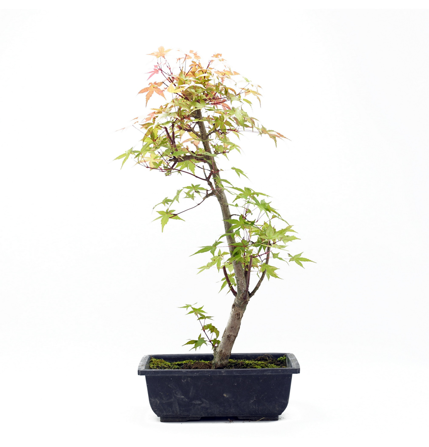 Acer palmatum var. deshojo