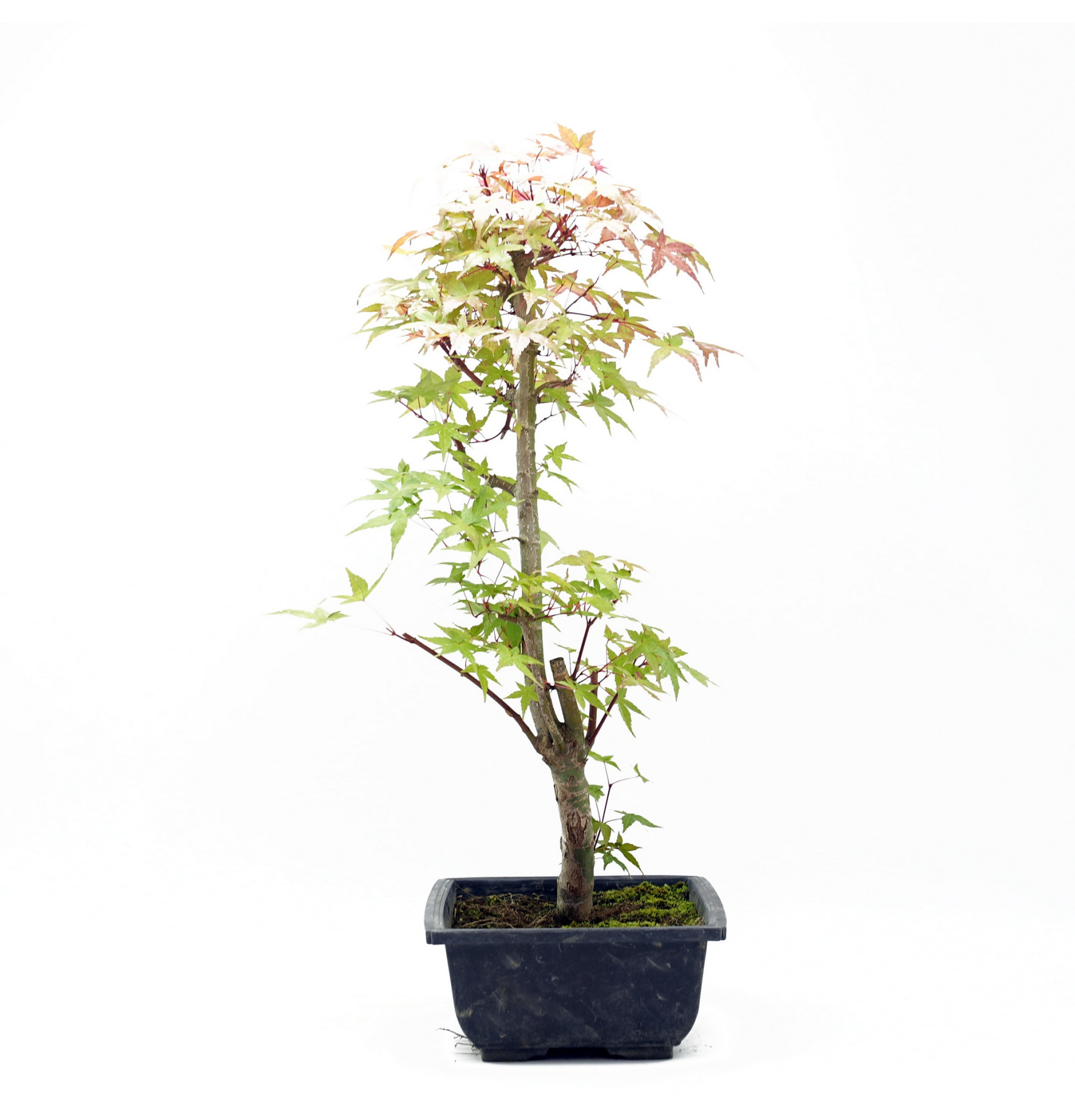 Acer palmatum var. deshojo