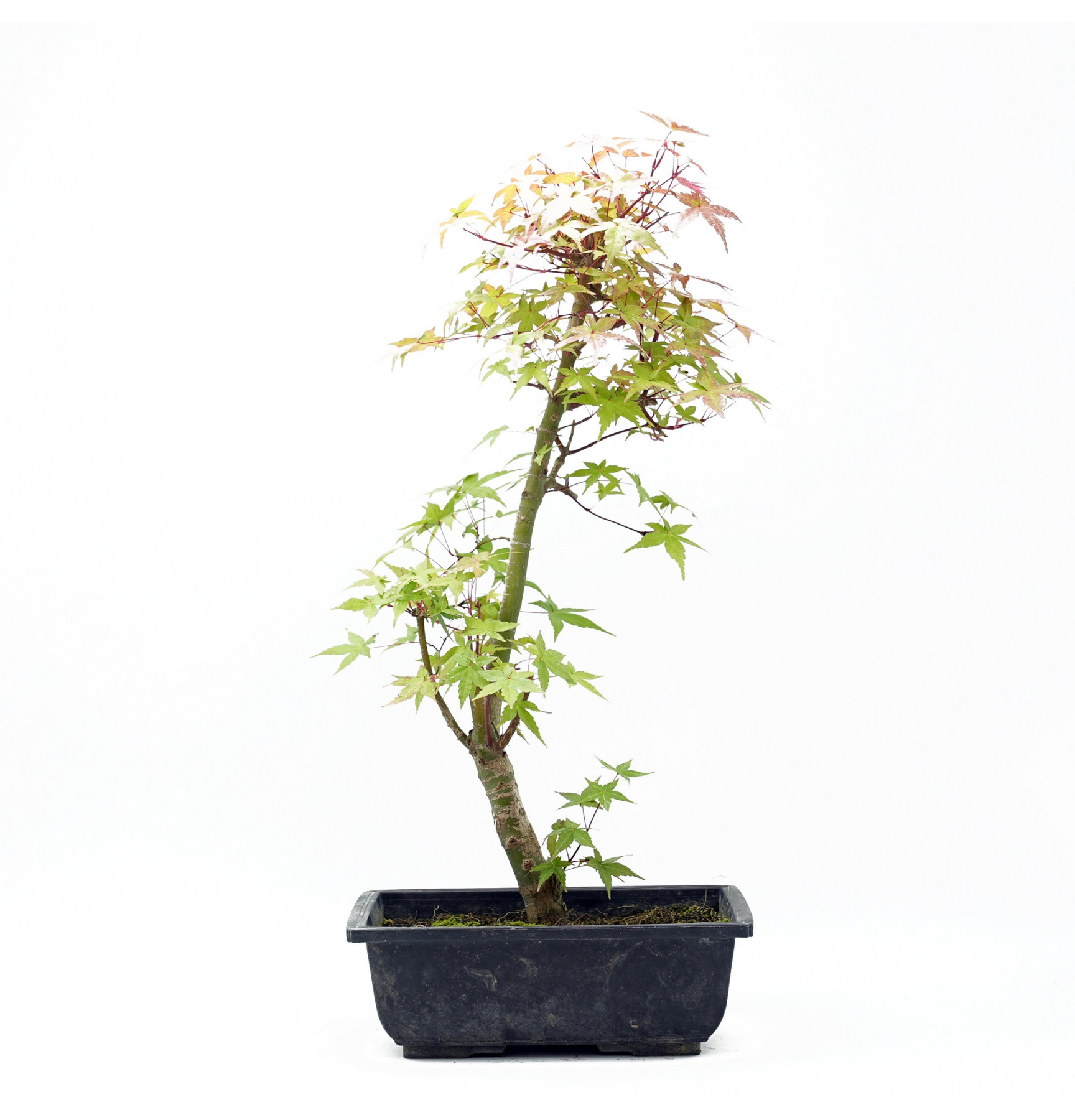 Acer palmatum var. deshojo