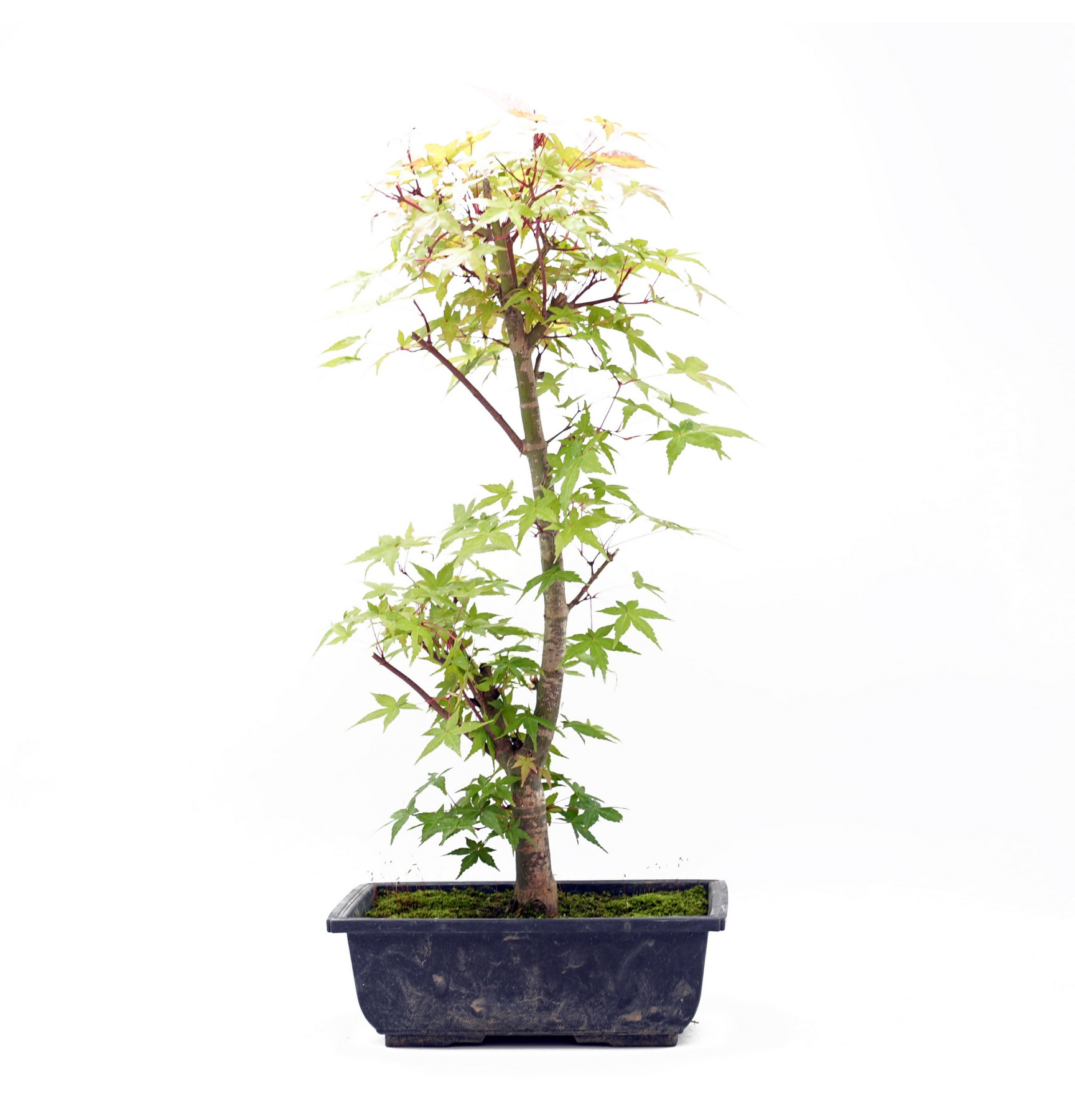 Acer palmatum var. deshojo