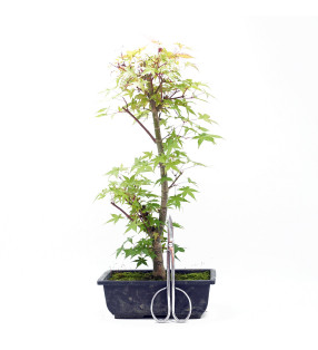 Acer palmatum var. deshojo