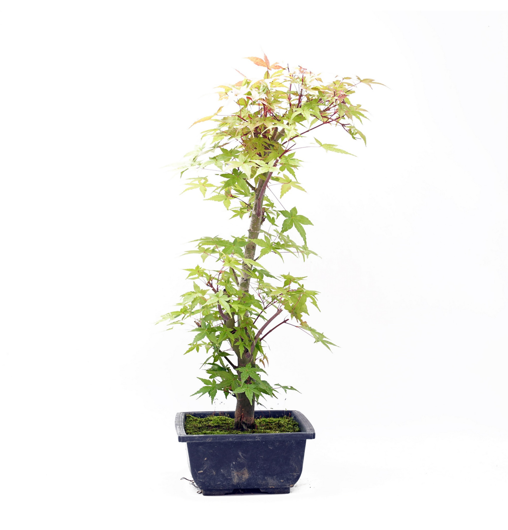 Acer palmatum var. deshojo