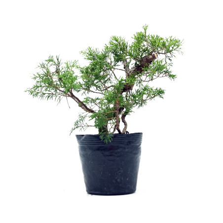Juniperus chinensis itoigawa