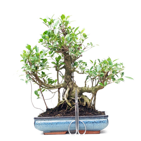 Bonsai Ficus Retusa de Irun Bonsai